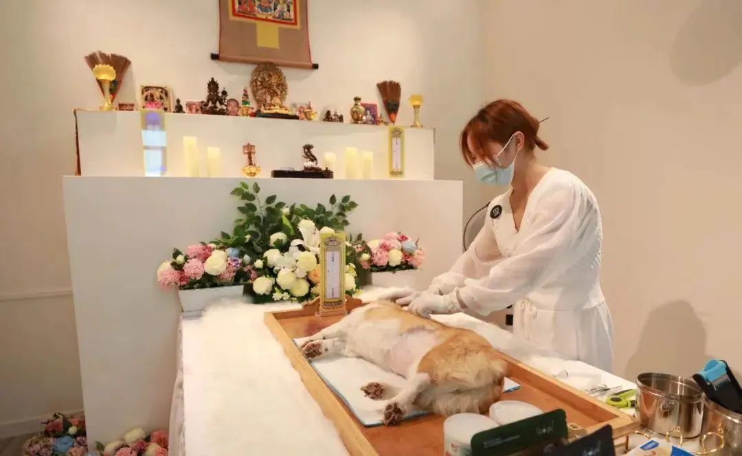 静安安宠部落善终